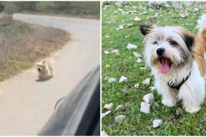 A kóbor kutya üldözi a nyaraló pár autóját — akik megállnak, hogy új otthont adjanak neki
