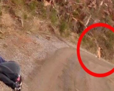A nő élettelenül fekszik a kietlen vadonban – majd egy kutya jelenik meg a bokrok mögül A nő élettelenül fekszik a kietlen vadonban – majd egy kutya jelenik meg a bokrok mögül