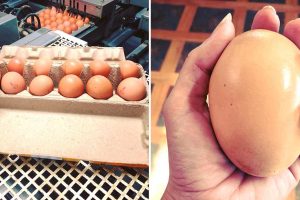 Óriási tojást talált a farmer, de hogy mi volt benne, az még rejtélyesebb volt