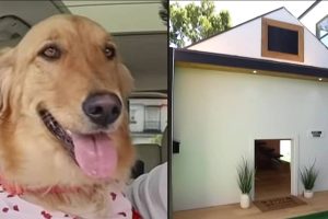 A férfi „álomházat” épít a kutyájának, ami 25.000 dollárba kerül és minihűtőt is tartalmaz