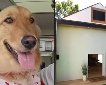 A férfi „álomházat” épít a kutyájának, ami 25.000 dollárba kerül és minihűtőt is tartalmaz