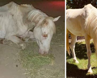 Csontváznak tűnő lovat mentett meg a mentő – köszönet neki, hogy adott neki egy második esélyt