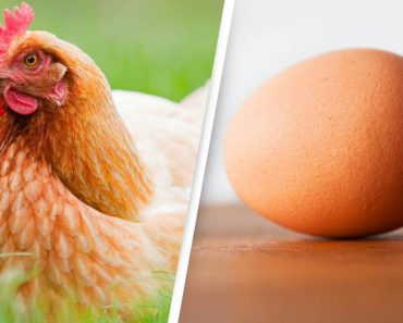 A tudósok szerint végre rájöttek, mi volt előbb: a tyúk vagy a tojás