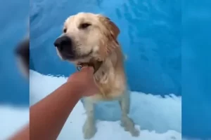 A vicces Golden Retriever átugrik a kerítésen, hogy használja a szomszéd medencéjét, majd nem hajlandó hazamenni!