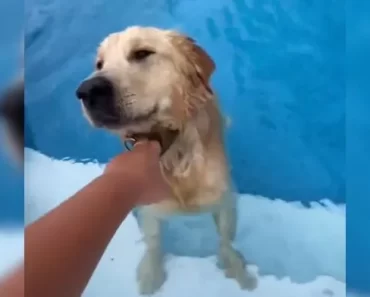 A vicces Golden Retriever átugrik a kerítésen, hogy használja a szomszéd medencéjét, majd nem hajlandó hazamenni! A vicces Golden Retriever átugrik a kerítésen, hogy használja a szomszéd medencéjét, majd nem hajlandó hazamenni!