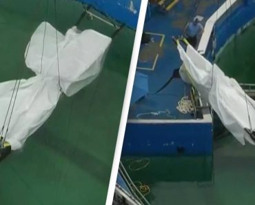 Szívszorító pillanat, amikor „a világ legmagányosabb kardszárnyú delfinét” Lolitát a halála után eltávolítják az akváriumból Szívszorító pillanat, amikor „a világ legmagányosabb kardszárnyú delfinét” Lolitát a halála után eltávolítják az akváriumból
