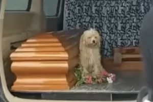 Egy gyászoló kutya nem hajlandó elengedni elhunyt gazdája koporsóját