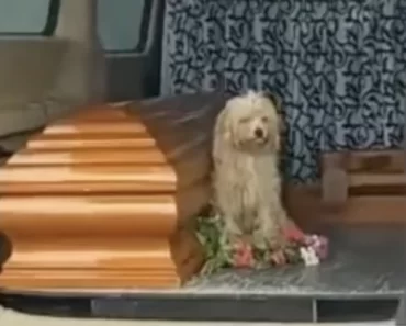 Egy gyászoló kutya nem hajlandó elengedni elhunyt gazdája koporsóját