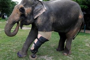 Thaiföldön egy bébielefánt protézist kapott, miután aknára lépett