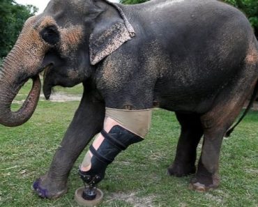 Thaiföldön egy bébielefánt protézist kapott, miután aknára lépett