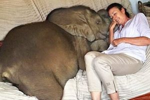 5 évvel ezelőtt megmentett egy elefántbébit a fulladástól. Ma már az anyukájának hiszi, és nem akar elmenni mellőle.