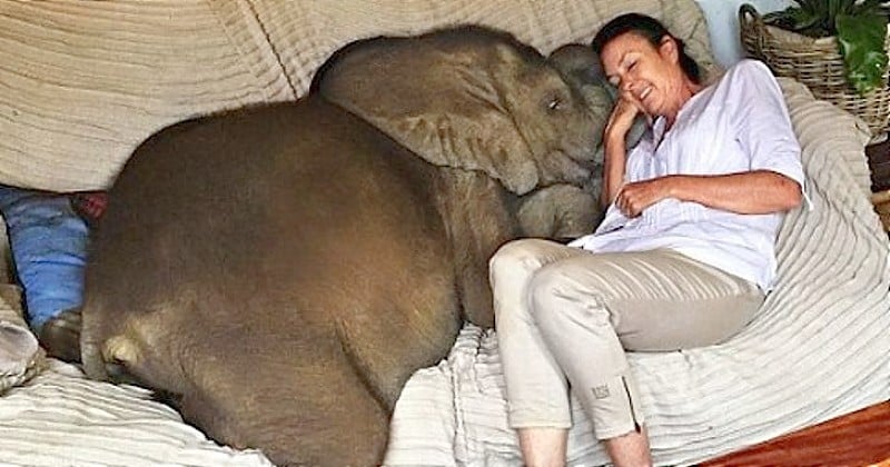 5 évvel ezelőtt megmentett egy elefántbébit a fulladástól. Ma már az anyukájának hiszi, és nem akar elmenni mellőle.