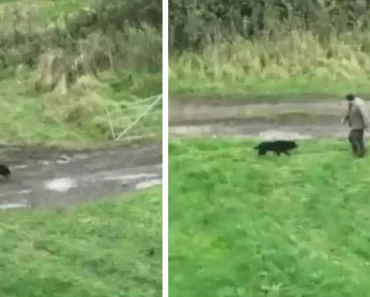 VIDEÓ: A 3 napig eltűnt, vak kutya végre újra együtt van a szeretett gazdájával – szívszorító képek VIDEÓ: A 3 napig eltűnt, vak kutya végre újra együtt van a szeretett gazdájával – szívszorító képek