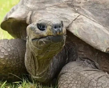 191. születésnapját ünnepli Jonathan, a teknős, aki a világ legöregebb élő szárazföldi állata