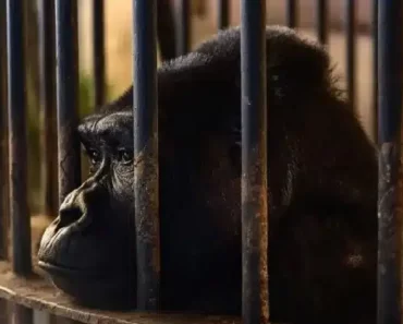 A 30 éve egy bevásárlóközpontba zárt nőstény gorilla „rendkívüli pszichológiai stressztől szenved”.