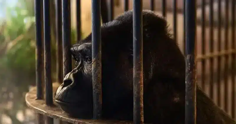 A 30 éve egy bevásárlóközpontba zárt nőstény gorilla „rendkívüli pszichológiai stressztől szenved”.