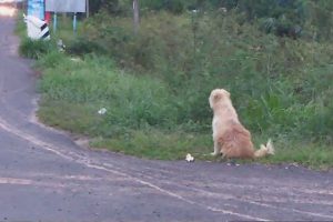 A hűséges kutya 4 évig ugyanazon a helyen vár az út szélén, miután leesett a gazdája teherautójáról