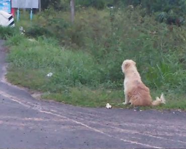 A hűséges kutya 4 évig ugyanazon a helyen vár az út szélén, miután leesett a gazdája teherautójáról